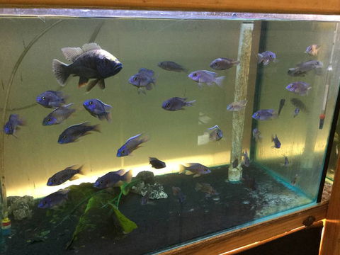 True Blue Aquariums - Tourism Brisbane 3