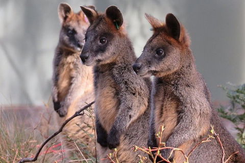 Canberra: Wildlife Encounters At Tidbinbilla Nature Reserveâ€‹ - Brisbane Tourism 0