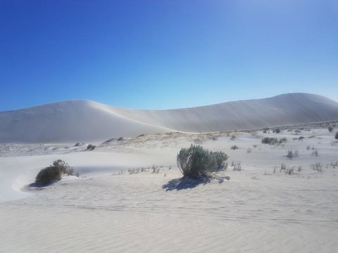 Pinnacles Desert, Koalas And Sandboarding 4WD Day Tour From Perth - Tourism Brisbane 2