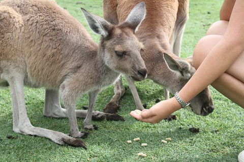 Pinnacles Desert, Koalas And Sandboarding 4WD Day Tour From Perth - Tourism Brisbane 32