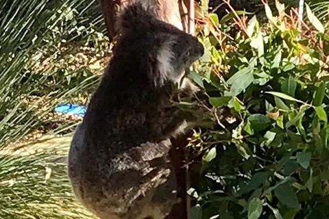 Pinnacles And Yanchep National Park Day Trip From Perth Including Lobster Shack Lunch And Sandboarding - Tourism Brisbane 6