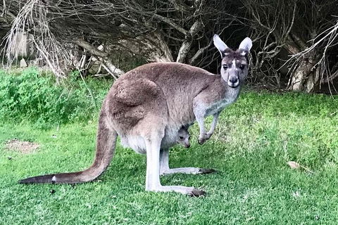 Pinnacles And Yanchep National Park Day Trip From Perth Including Lobster Shack Lunch And Sandboarding - Tourism Brisbane 8