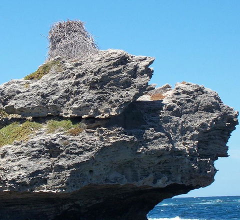 Rottnest Island Tour From Perth Or Fremantle Including Adventure Speed Boat Ride - Tourism Brisbane 7