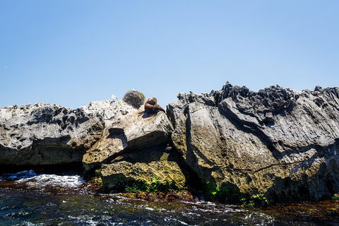Rottnest Island Tour From Perth Or Fremantle Including Adventure Speed Boat Ride - Tourism Brisbane 9