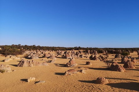 Pinnacles Day Trip From Perth Including Yanchep National Park - Tourism Brisbane 6