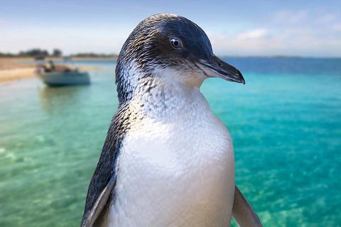 Full-Day Penguin Island & Fremantle Town - Tourism Brisbane 0