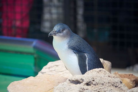 Full-Day Penguin Island & Fremantle Town - Tourism Brisbane 5
