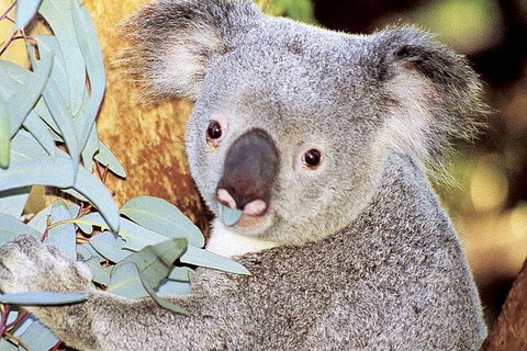 Perth Zoo General Entry Ticket And Sightseeing Cruise - Tourism Brisbane 0