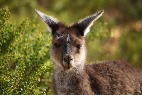 Pinnacles Sunset Dinner And Wildlife Experience A Small Group Tour - Tourism Brisbane 6