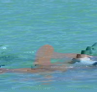 Snubfin Dolphin Eco Cruise from Broome - Brisbane 4u
