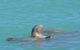 Snubfin Dolphin Eco Cruise From Broome - thumb 2