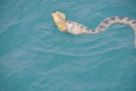 Snubfin Dolphin Eco Cruise From Broome - Tourism Brisbane 10