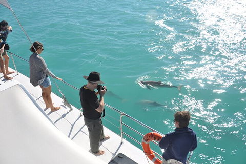 Snubfin Dolphin Eco Cruise From Broome - Tourism Brisbane 4