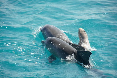 Snubfin Dolphin Eco Cruise From Broome - Tourism Brisbane 6