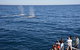 Blue Whale Perth Canyon Expedition - thumb 0