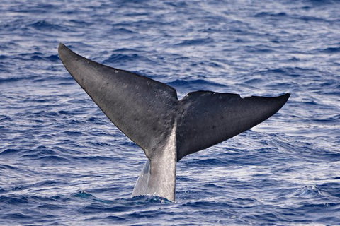 Blue Whale Perth Canyon Expedition - Tourism Brisbane 11