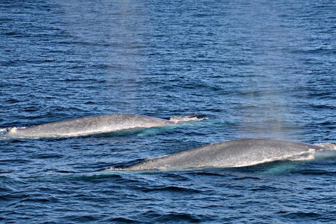 Blue Whale Perth Canyon Expedition - Tourism Brisbane 8