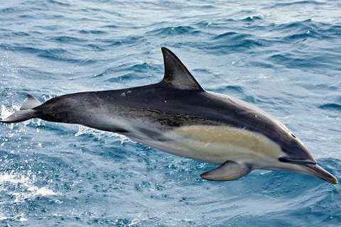 Blue Whale Perth Canyon Expedition - Tourism Brisbane 7