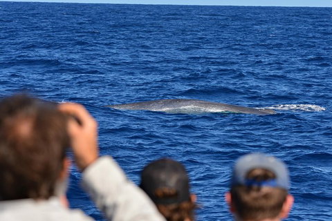Blue Whale Perth Canyon Expedition - Tourism Brisbane 13