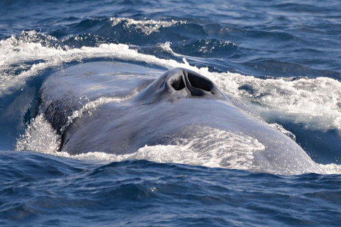 Blue Whale Perth Canyon Expedition - Tourism Brisbane 3
