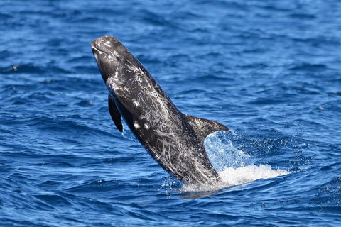 Blue Whale Perth Canyon Expedition - Tourism Brisbane 10