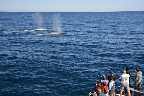 Blue Whale Perth Canyon Expedition - Tourism Brisbane 2