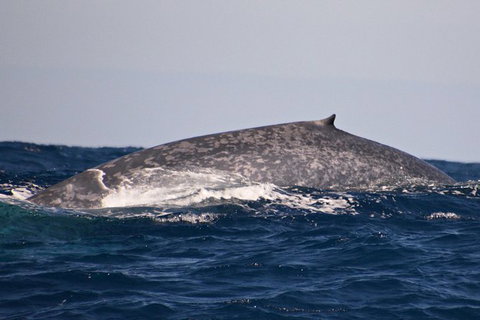 Blue Whale Perth Canyon Expedition - Tourism Brisbane 9