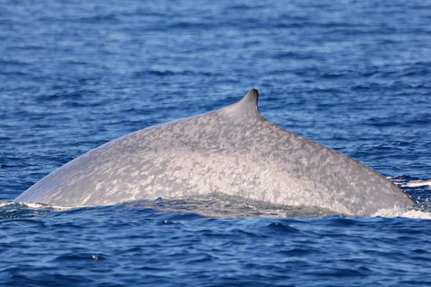 Blue Whale Perth Canyon Expedition - Tourism Brisbane 12