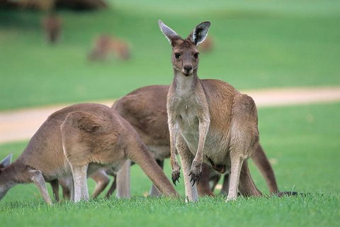 Full-Day Perth, Fremantle, Swan Valley & Wildlife Park - Tourism Brisbane 1