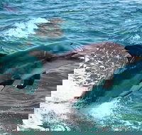 Half-Day Mandurah Canals  Dolphin Watch Tour - Tourism Brisbane