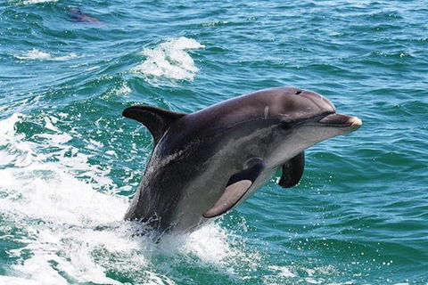 Half-Day Mandurah Canals & Dolphin Watch Tour - Tourism Brisbane 0