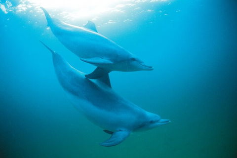 Half-Day Mandurah Canals & Dolphin Watch Tour - Tourism Brisbane 6