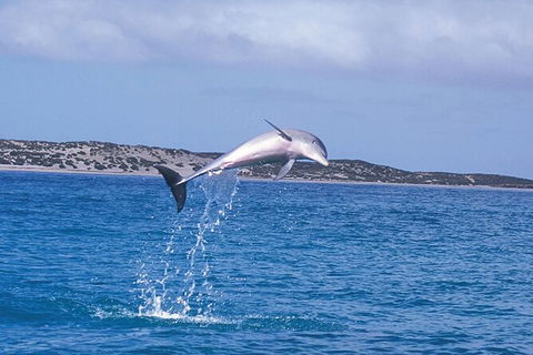 Half-Day Mandurah Canals & Dolphin Watch Tour - Tourism Brisbane 7