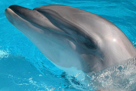 Half-Day Mandurah Canals & Dolphin Watch Tour - Tourism Brisbane 5
