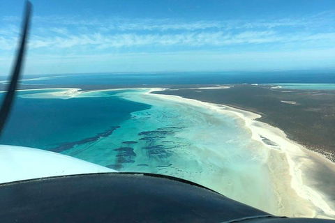 Monkey Mia Dolphins & Shark Bay Air Tour From Perth - Tourism Brisbane 1
