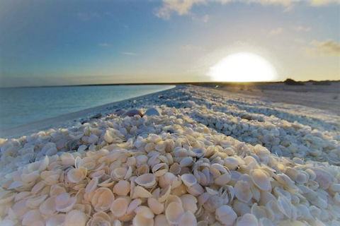 Monkey Mia Dolphins & Shark Bay Air Tour From Perth - Tourism Brisbane 5