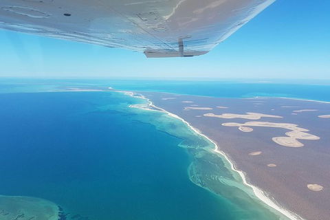 Monkey Mia Dolphins & Shark Bay Air Tour From Perth - Tourism Brisbane 3