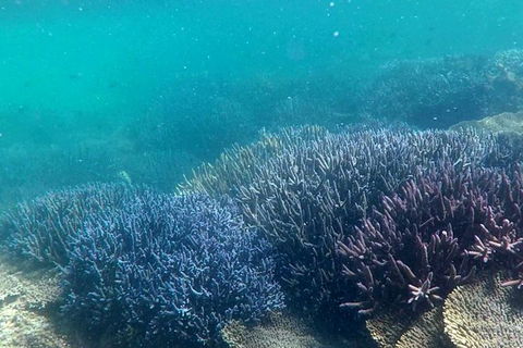 Abrolhos Island Half Day Fly And Flipper - Tourism Brisbane 1