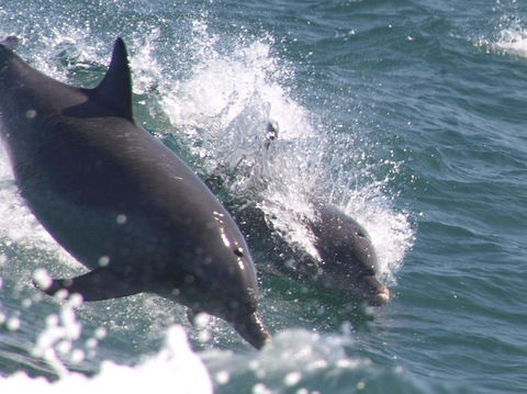 Swim With Dolphins Day Trip From Perth - Tourism Brisbane 2