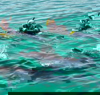 Swim with Dolphins Day Trip from Perth - Tourism Brisbane