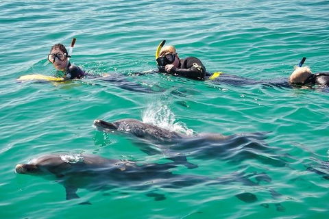 Swim With Dolphins Day Trip From Perth - Tourism Brisbane 0
