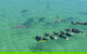 Swim With Dolphins Day Trip From Perth - thumb 1
