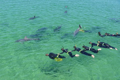 Swim With Dolphins Day Trip From Perth - Tourism Brisbane 1