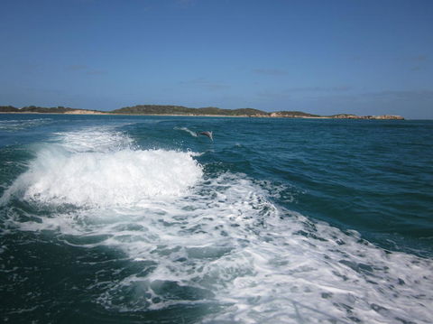 Swim With Dolphins Day Trip From Perth - Tourism Brisbane 4