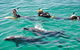 Swim With Dolphins Day Trip From Perth - thumb 5