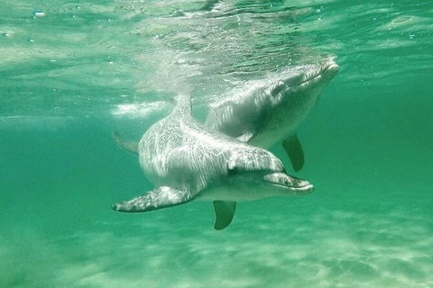 Swim With Dolphins Day Trip From Perth - Tourism Brisbane 10