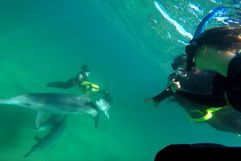 Swim With Dolphins Day Trip From Perth - Tourism Brisbane 9