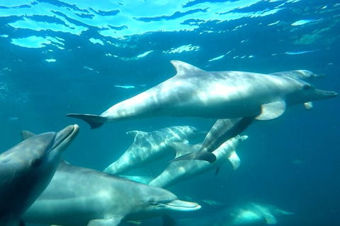 Swim With Dolphins Day Trip From Perth - Tourism Brisbane 7