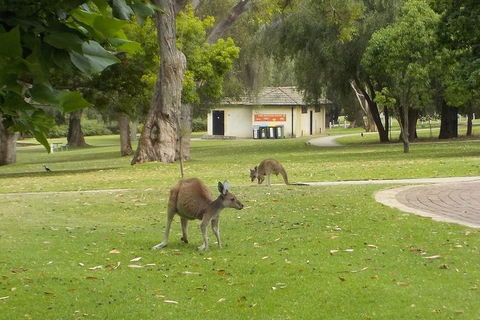 The #1 Pinnacles Desert, Yanchep National Park & Sand-Boarding Tour - Tourism Brisbane 1