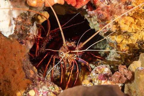 Discover Local Scuba Diving In Perth - Tourism Brisbane 1